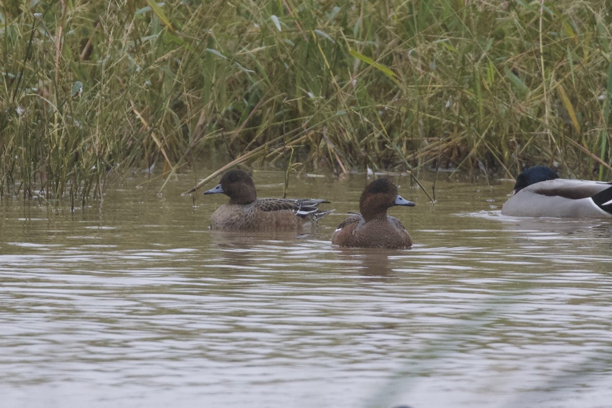 Ahate txistulari eurasiarra - ML642919906