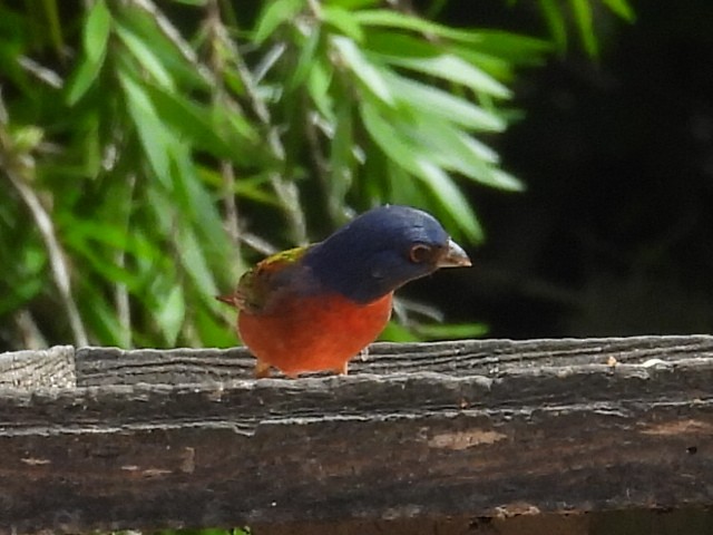 Painted Bunting - ML642919909