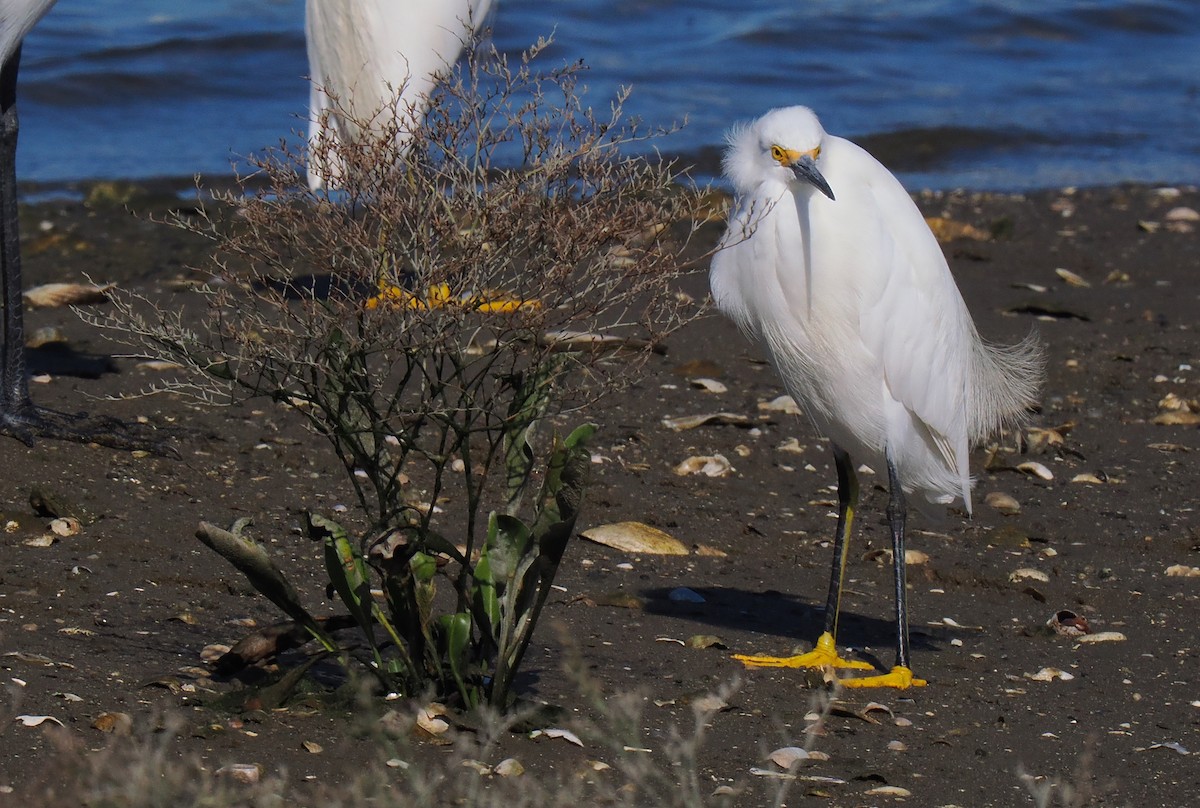 Snowy Egret - ML642919911