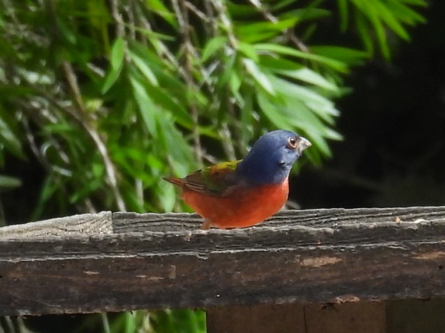 Painted Bunting - ML642919913