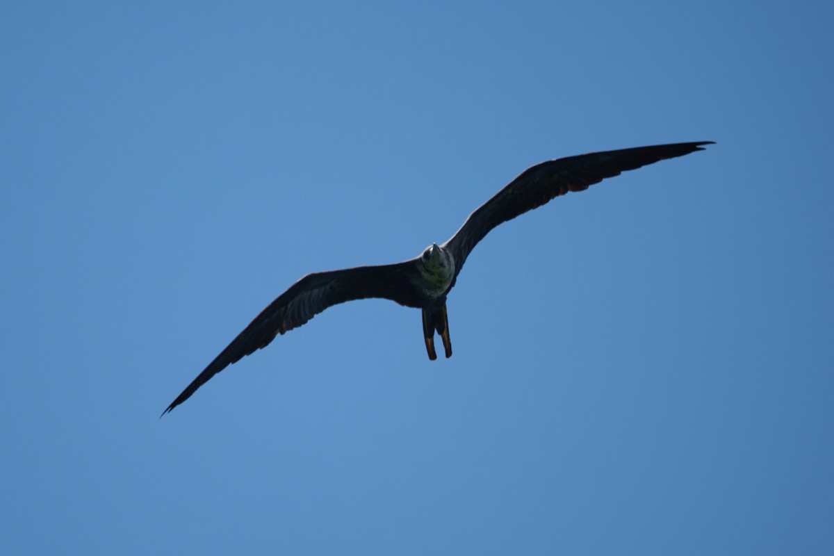Magnificent Frigatebird - ML642919920