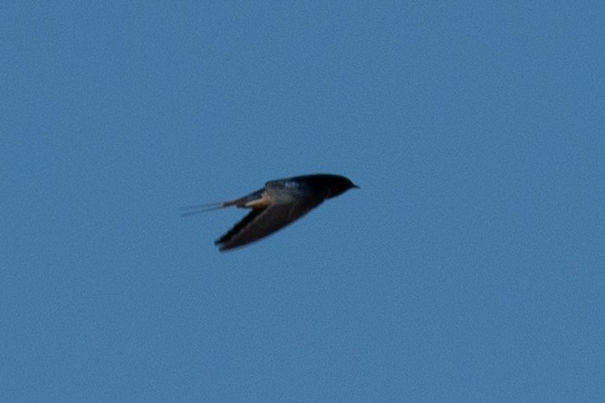 Barn Swallow - ML642919924