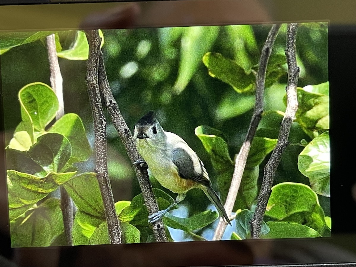Black-crested Titmouse - ML642919925