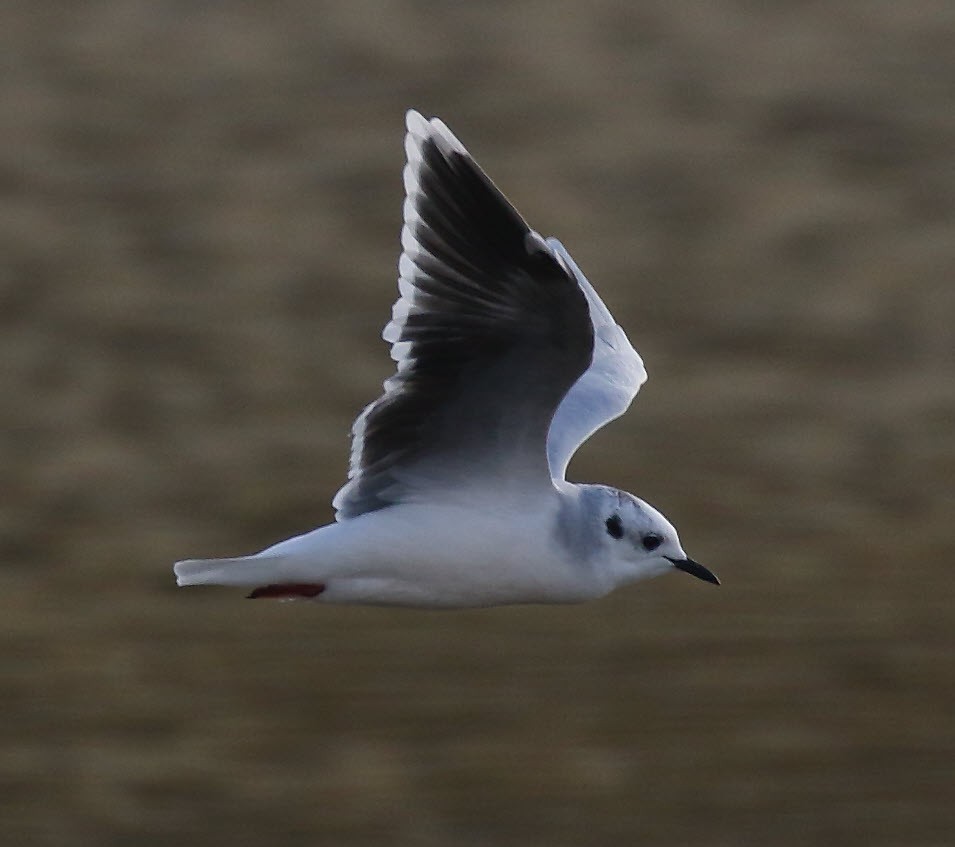 Little Gull - ML642919935