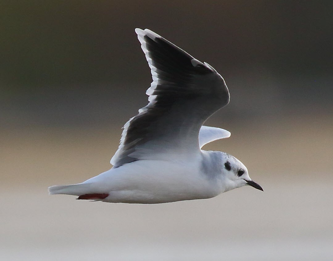 Little Gull - ML642919936