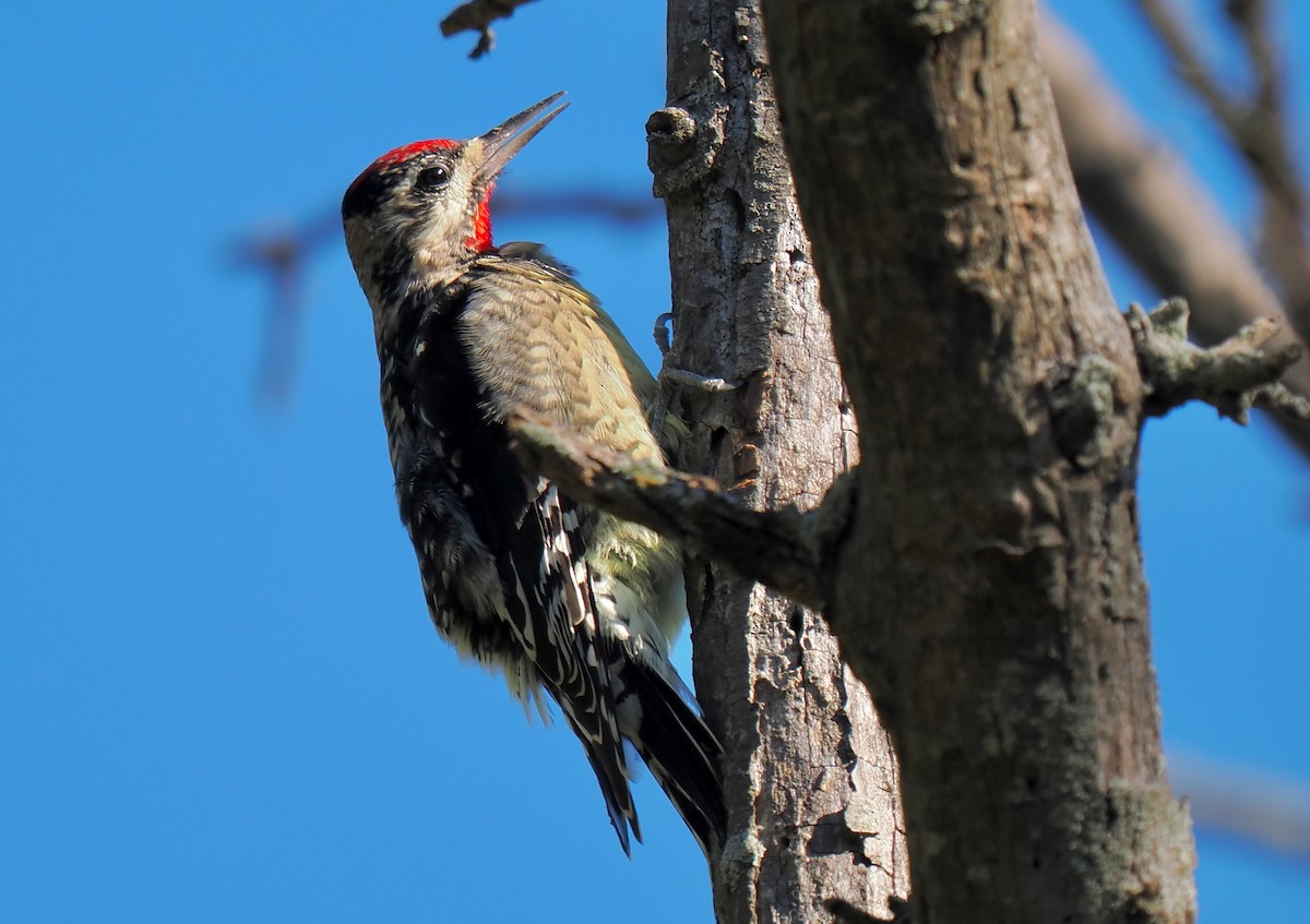 Yellow-bellied Sapsucker - ML642919939