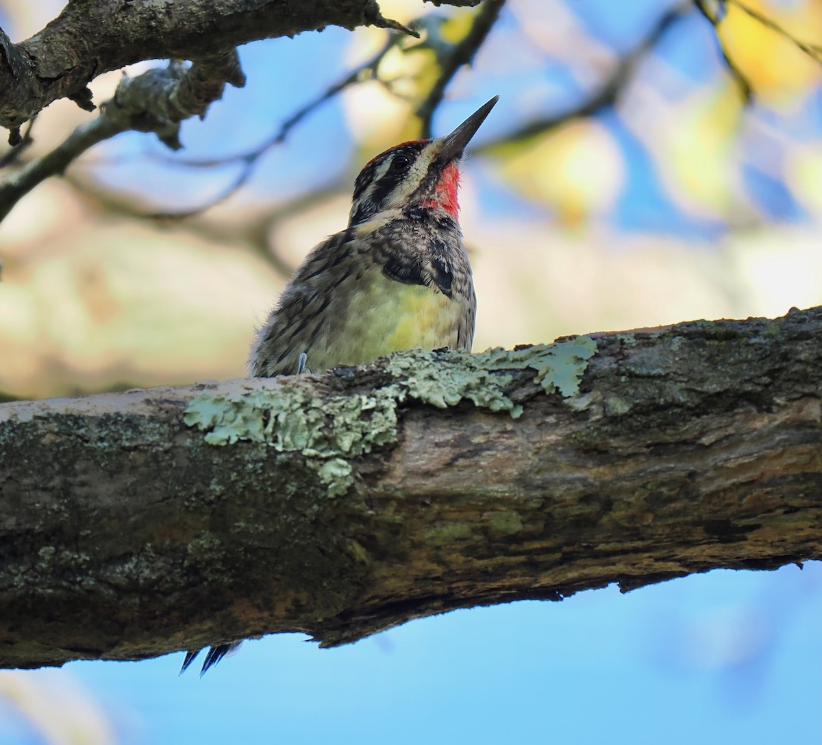 Yellow-bellied Sapsucker - ML642919940