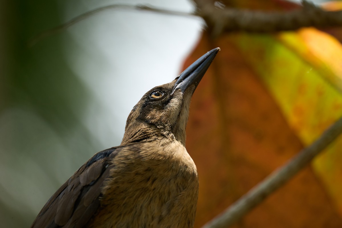 Great-tailed Grackle - ML642919942