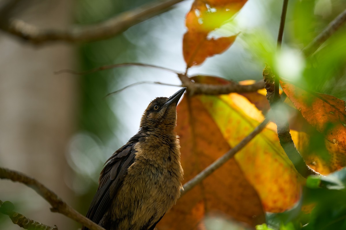 Great-tailed Grackle - ML642919943