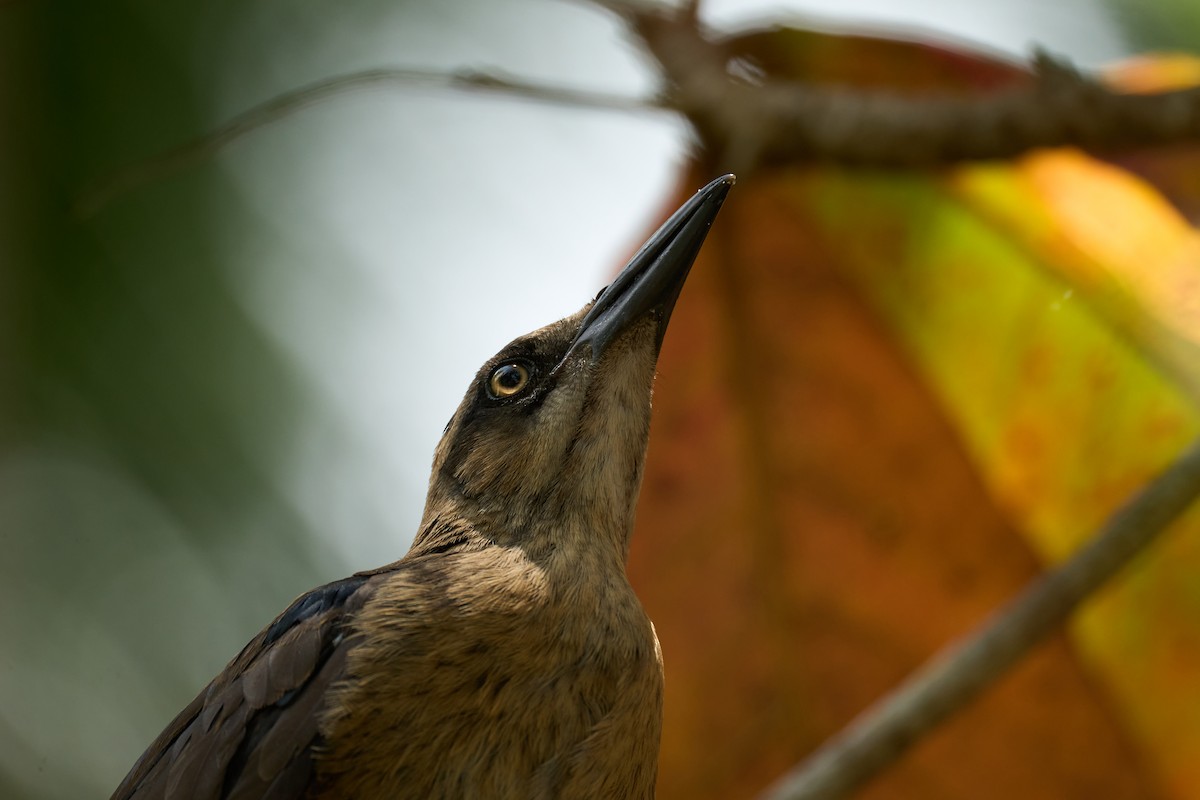 Great-tailed Grackle - ML642919944
