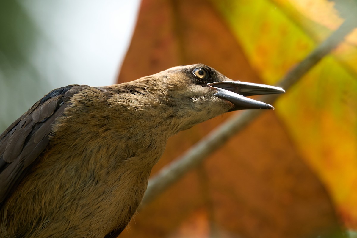 Great-tailed Grackle - ML642919945
