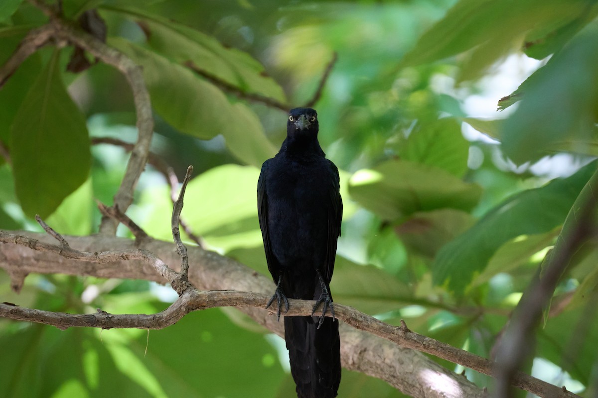 Great-tailed Grackle - ML642919946