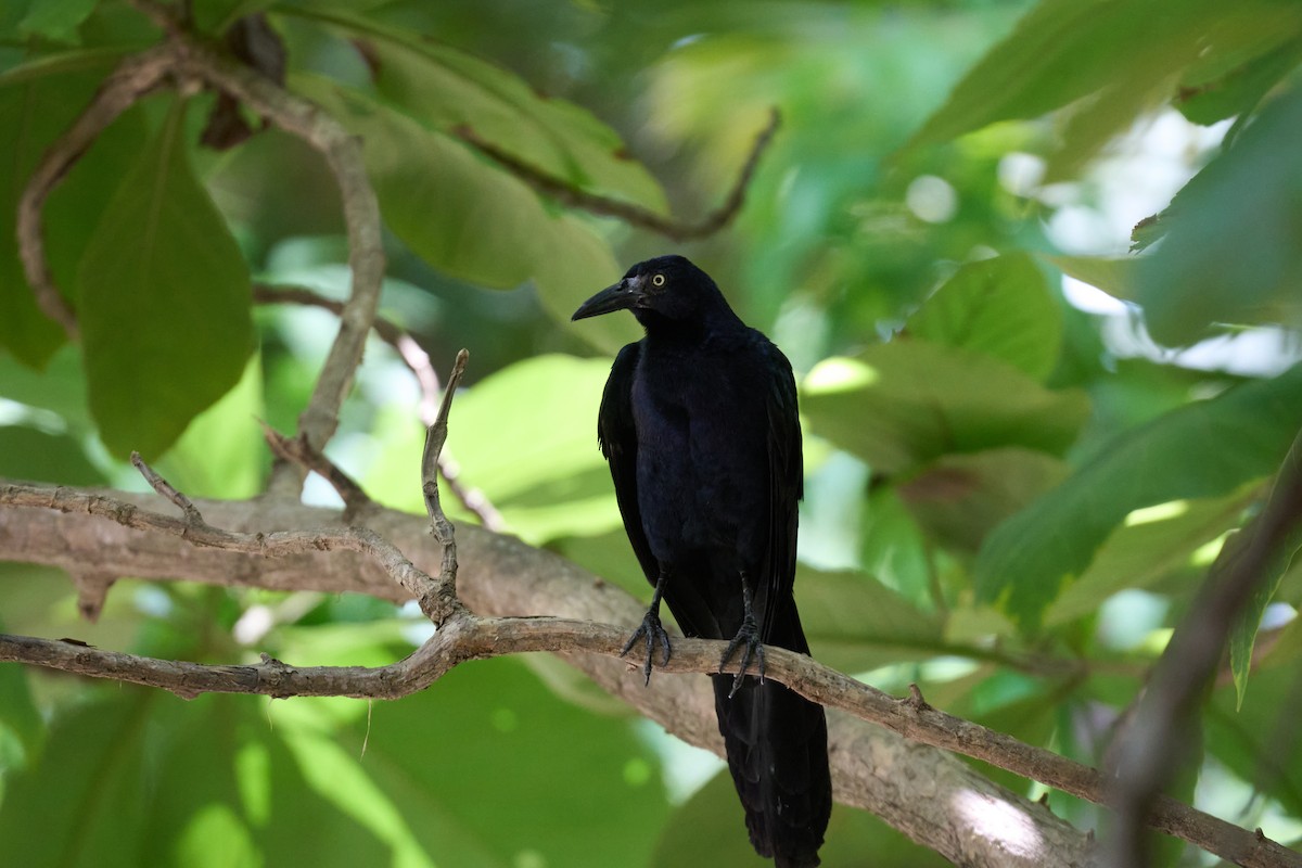 Great-tailed Grackle - ML642919947