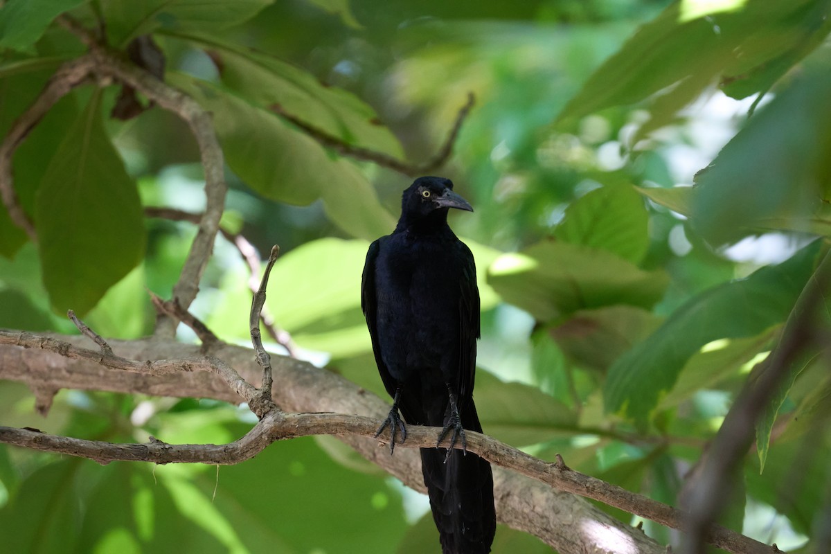 Great-tailed Grackle - ML642919948