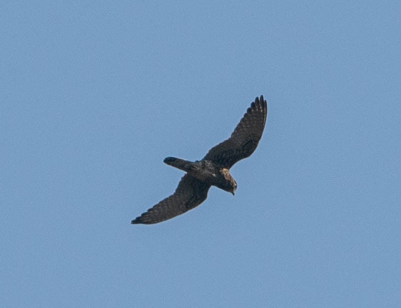 Spotted Kestrel - ML642919951