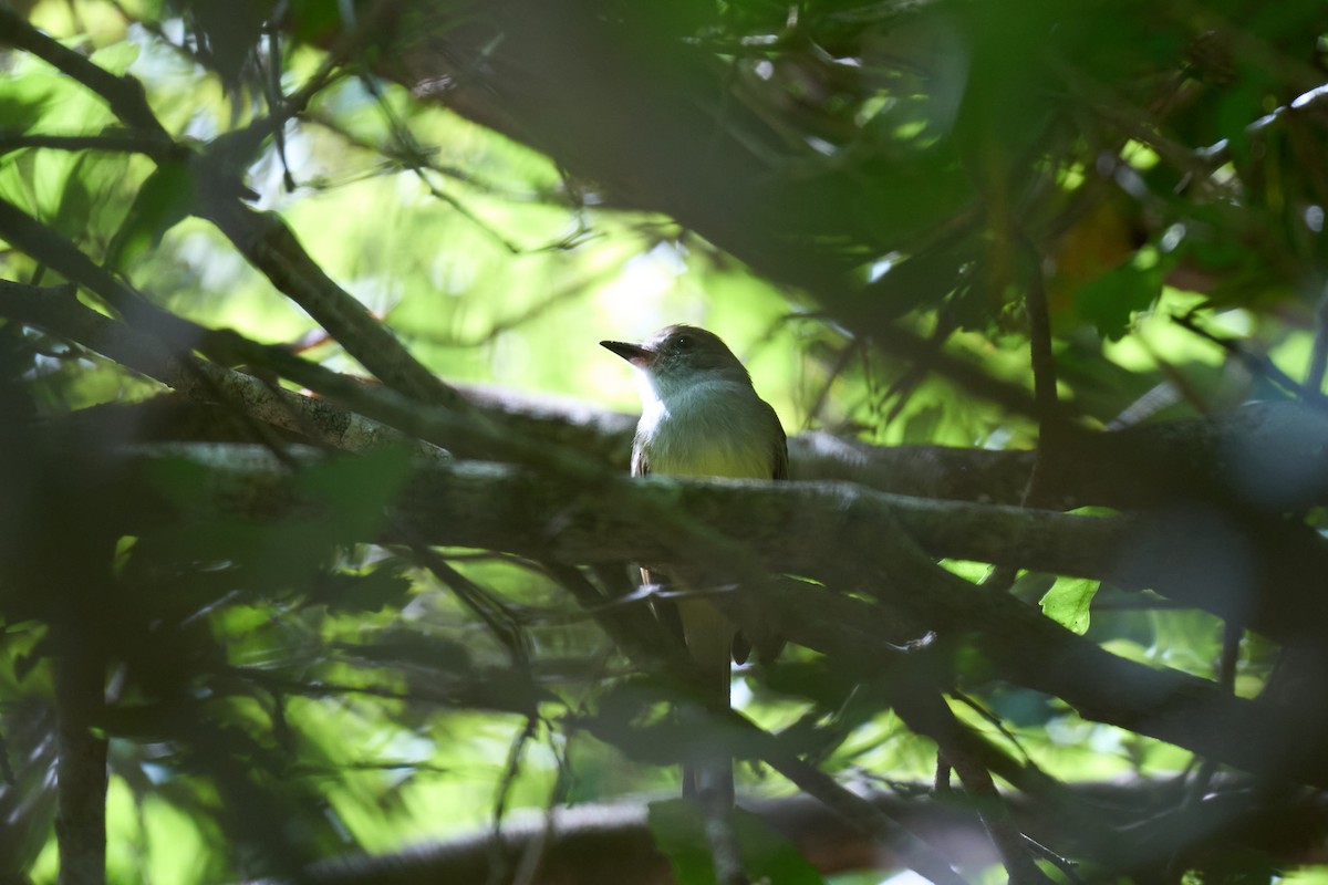 Nutting's Flycatcher - ML642919953