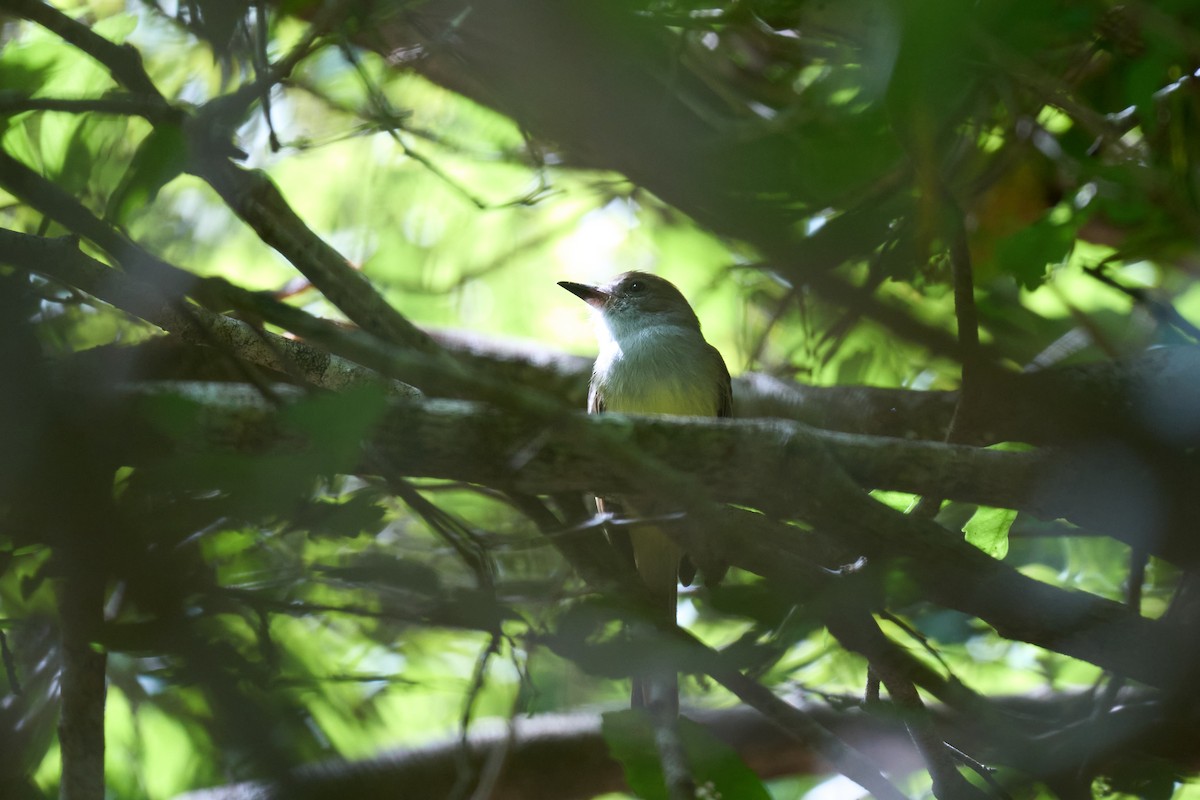 Nutting's Flycatcher - ML642919954