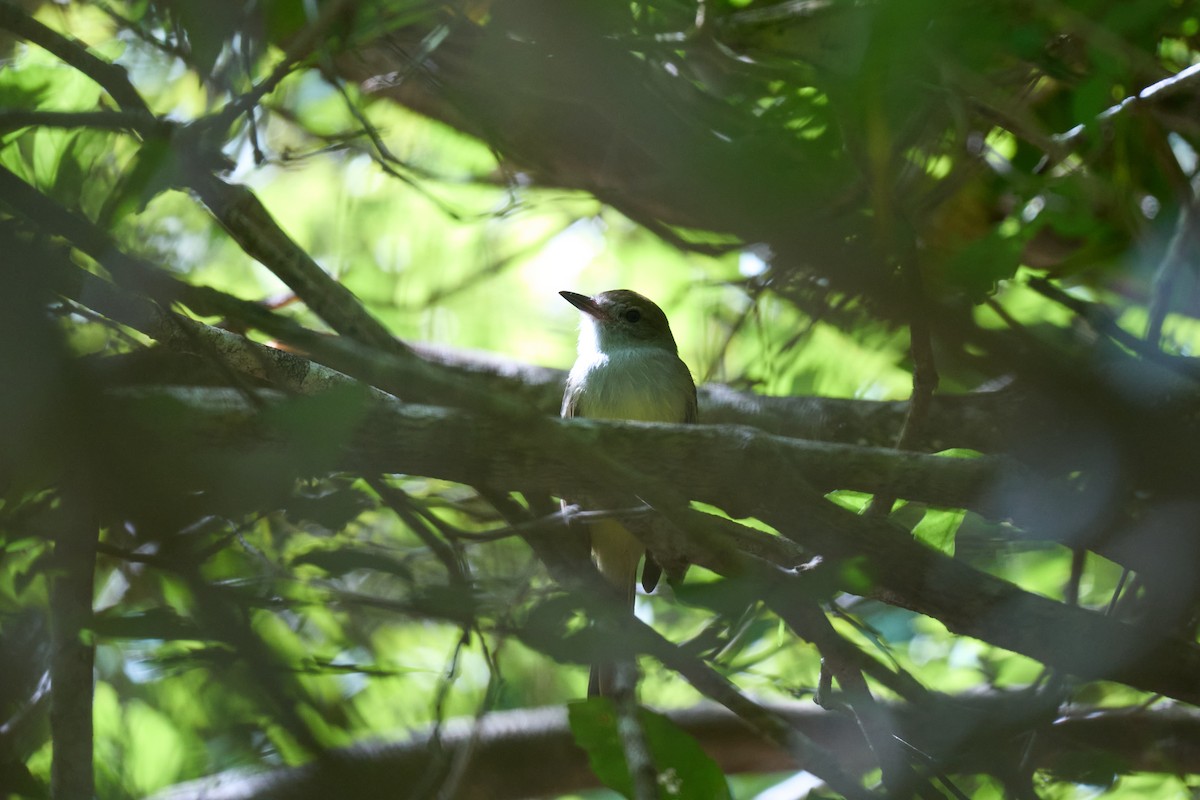 Nutting's Flycatcher - ML642919955