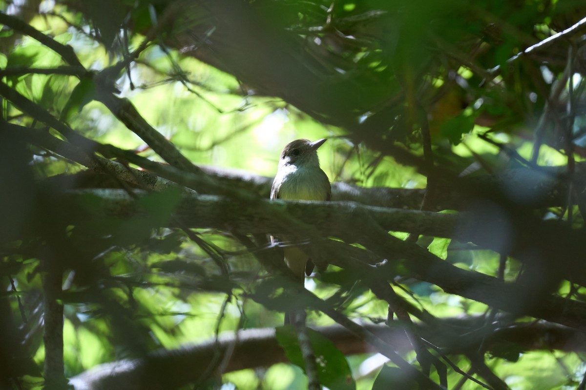 Nutting's Flycatcher - ML642919957