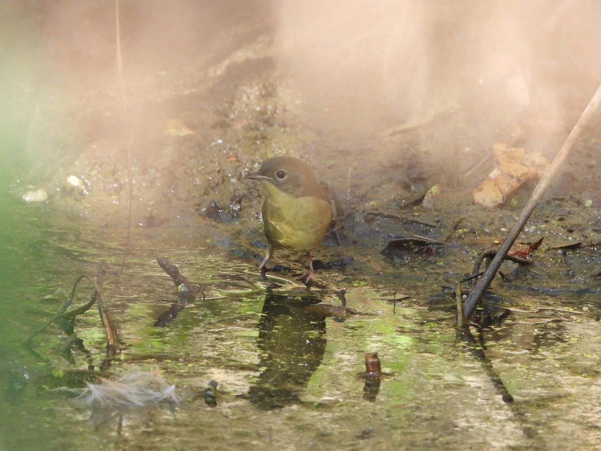 Sarıgerdan - ML642919968