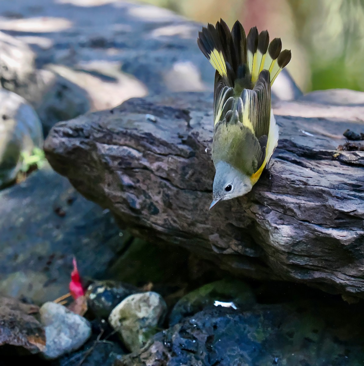 American Redstart - ML642919979