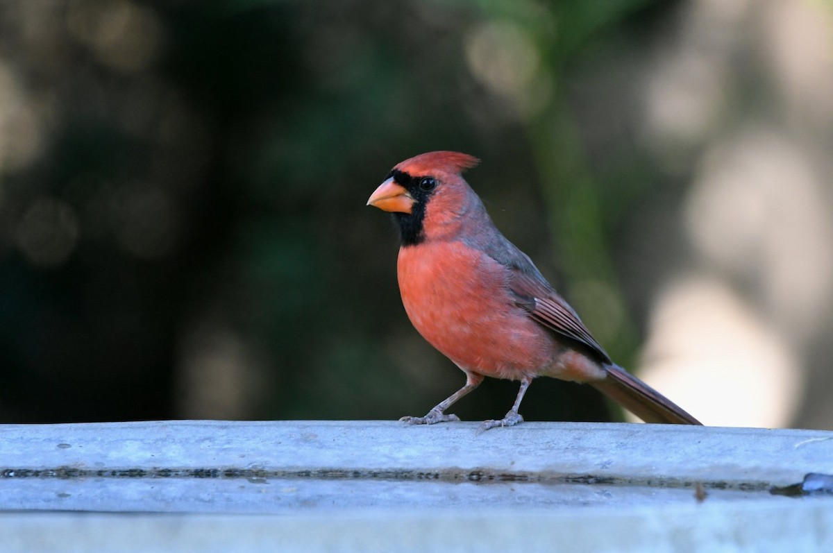 Northern Cardinal - ML642919982
