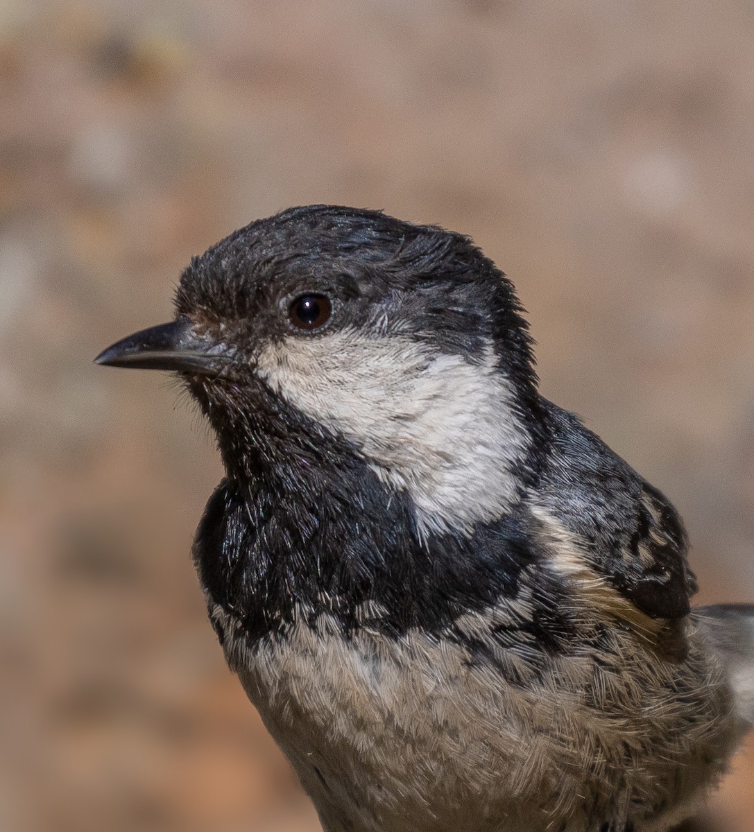 Coal Tit - ML642919983