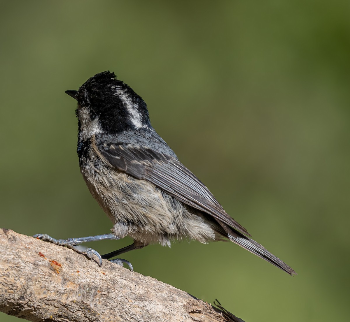 Coal Tit - ML642919984