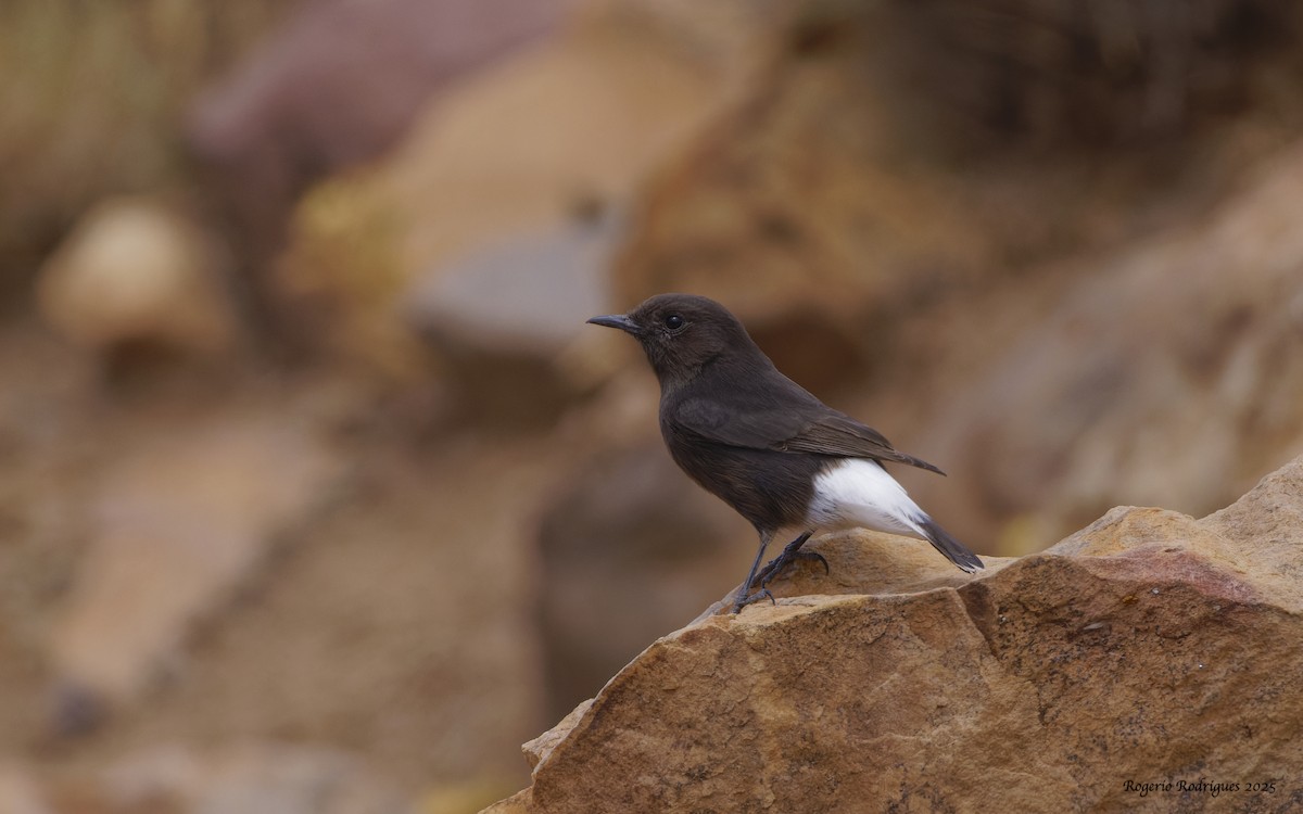 Black Wheatear - ML642919985