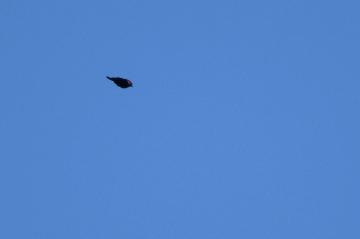 Red-winged Blackbird - ML642920001