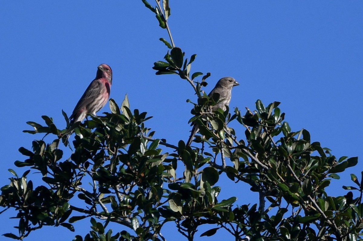 House Finch - ML642920002