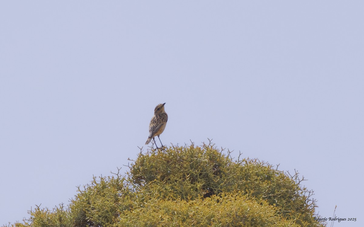 Whinchat - Rogério Rodrigues