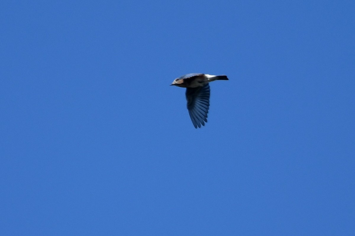 Eastern Bluebird - ML642920005