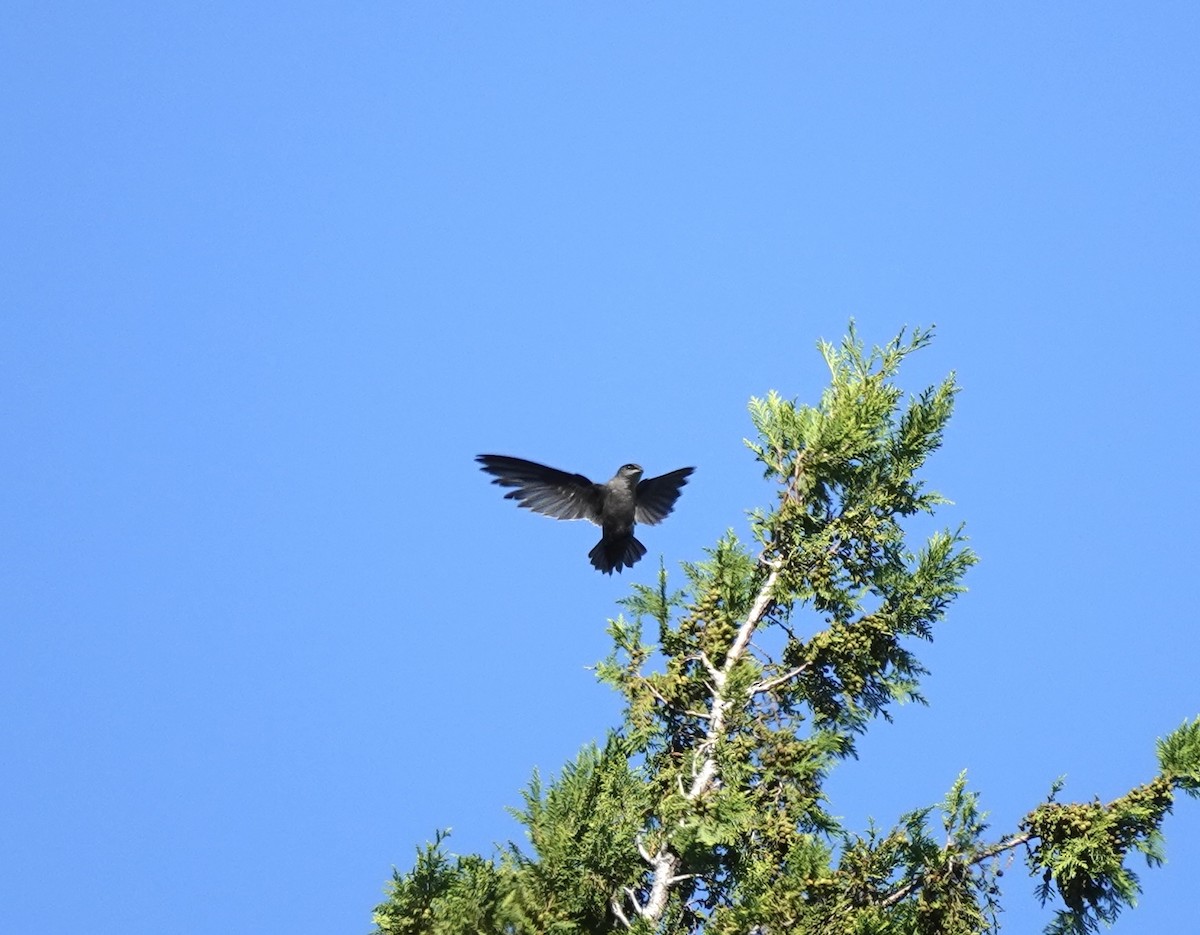 Chimney Swift - ML642920006