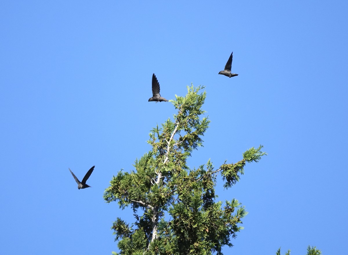 Chimney Swift - ML642920007
