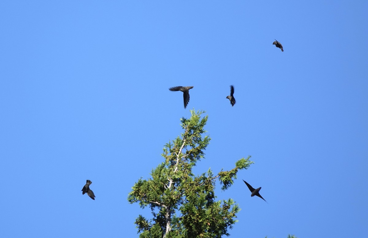 Chimney Swift - ML642920009