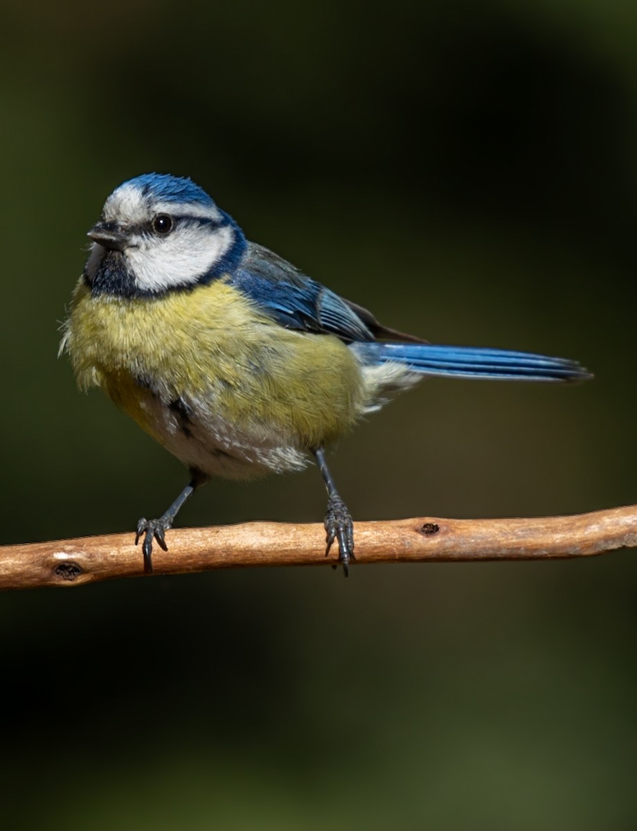 Eurasian Blue Tit - ML642920014