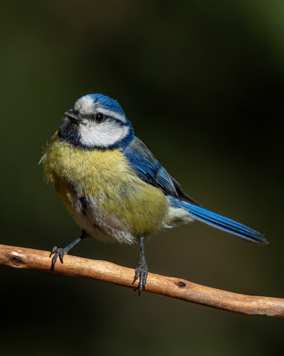 Eurasian Blue Tit - ML642920015