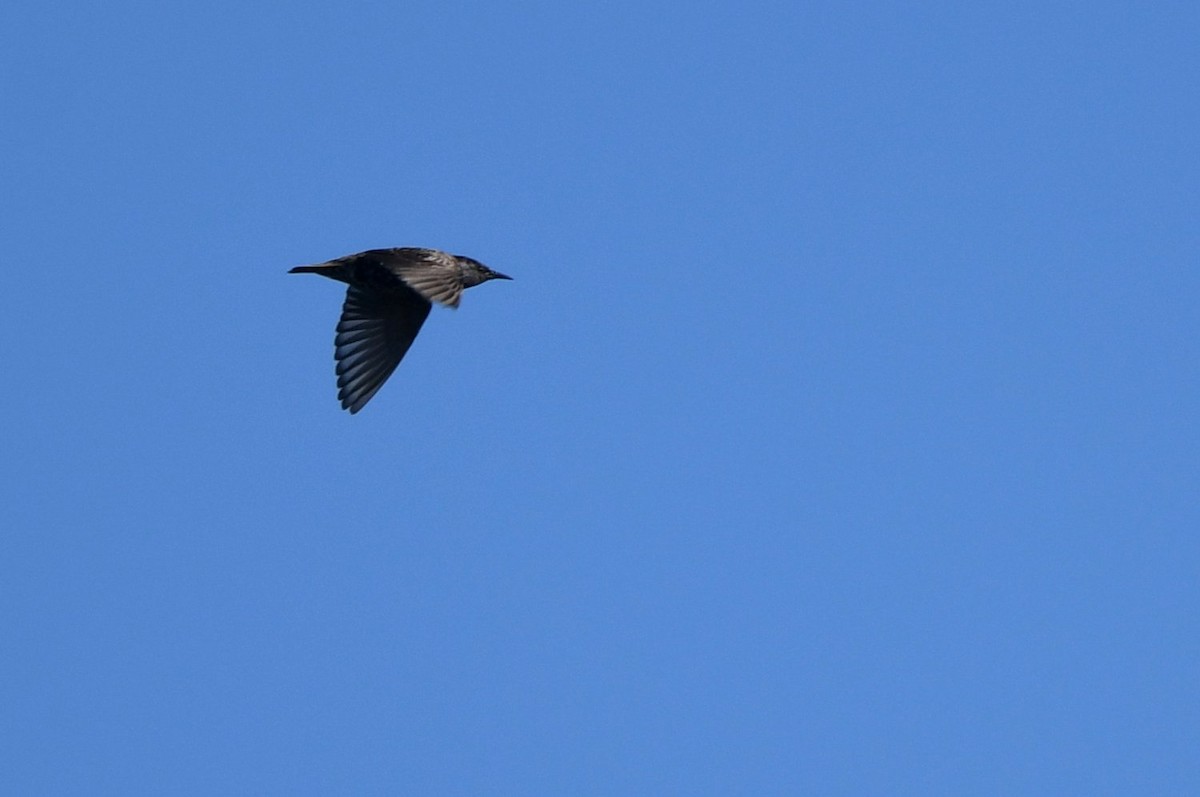 European Starling - ML642920019