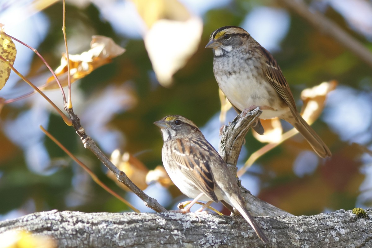 White-throated Sparrow - ML642920022