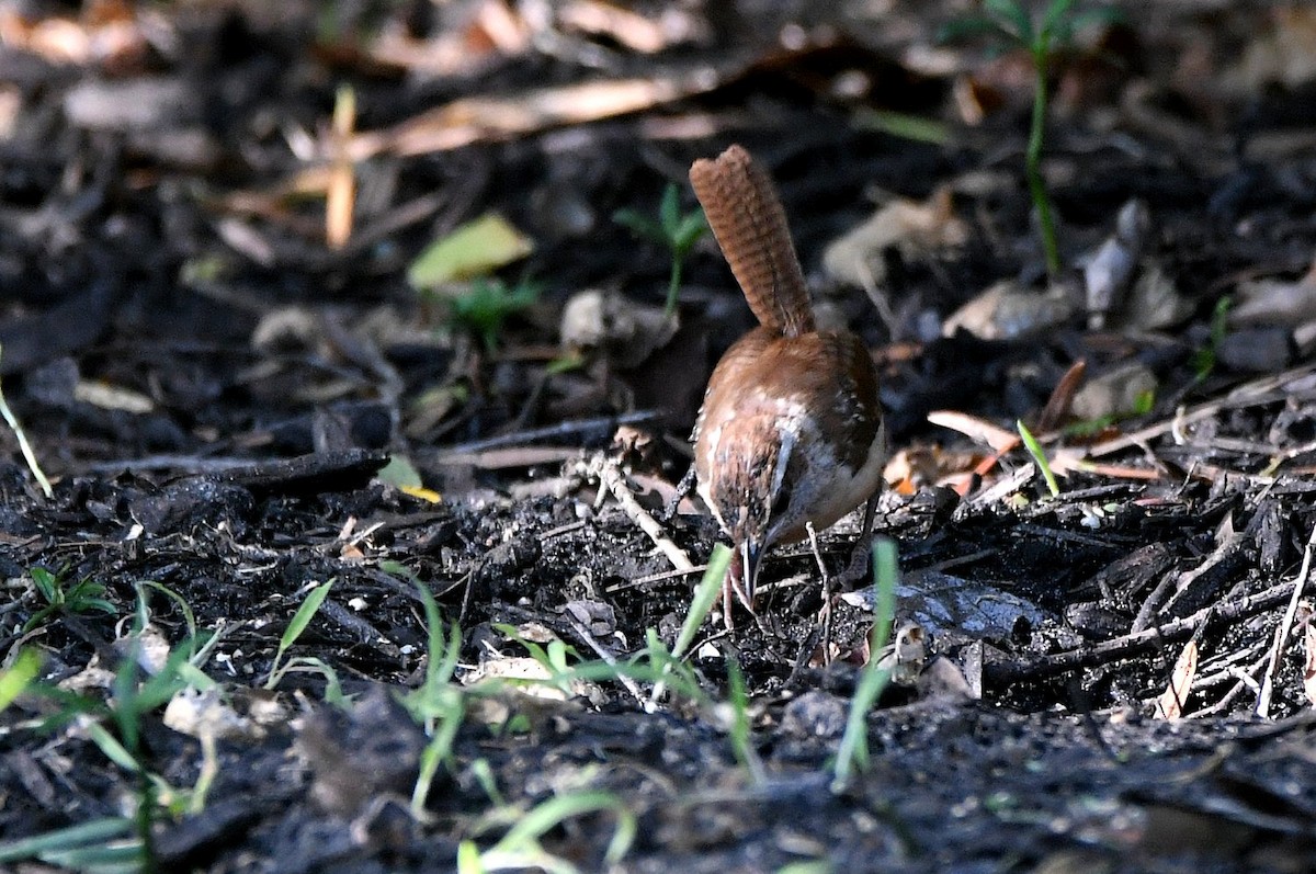 Carolina Wren - ML642920023