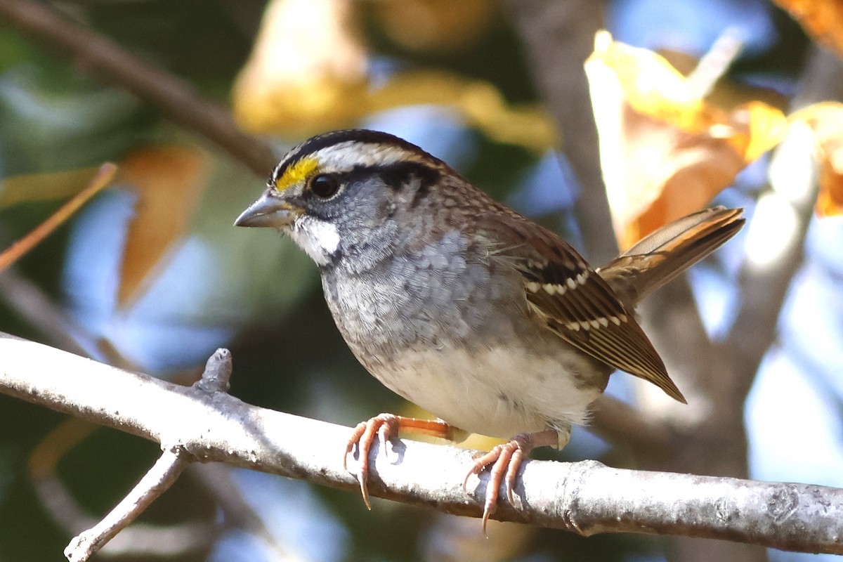 White-throated Sparrow - ML642920024