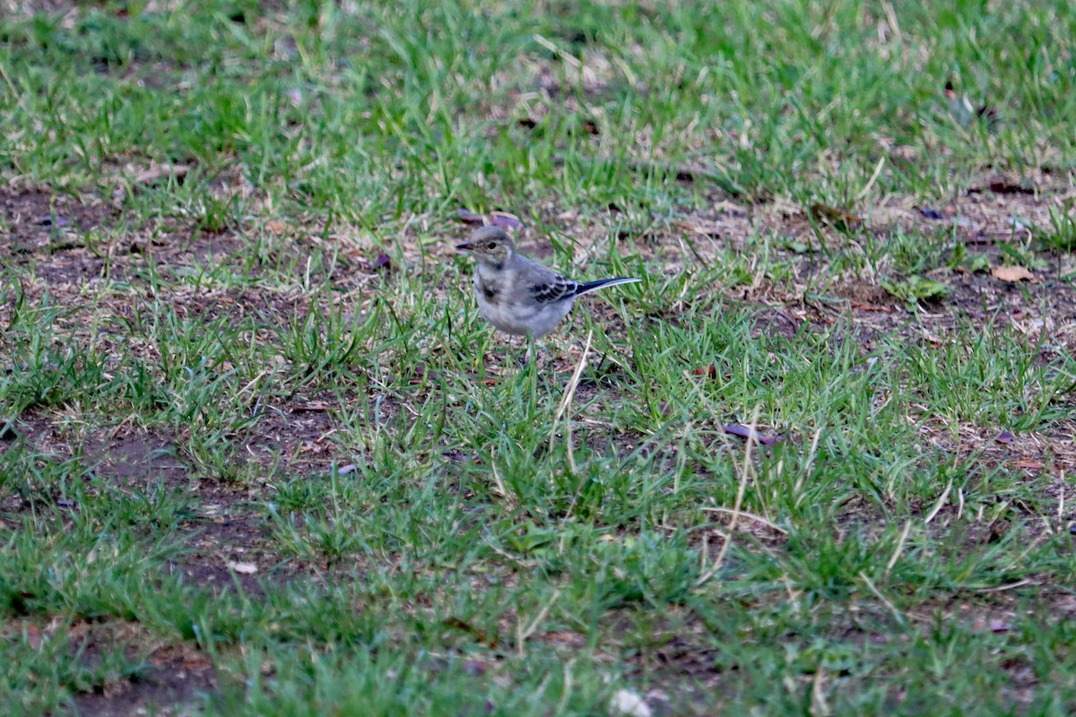 White Wagtail - ML642920039