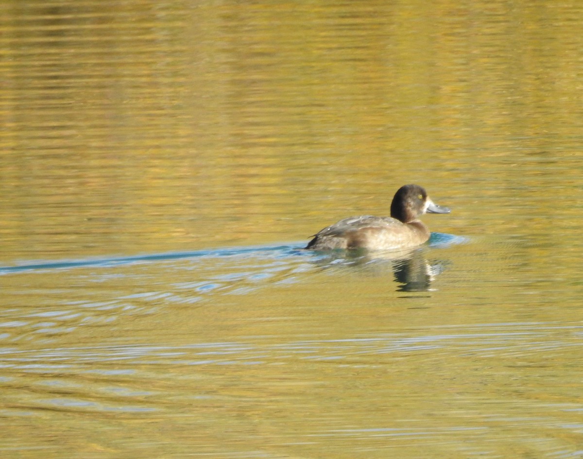 Greater/Lesser Scaup - ML642920045
