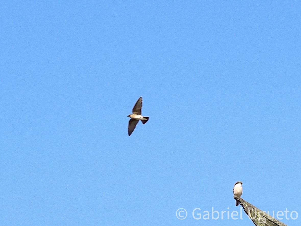 Northern Rough-winged Swallow - ML642920047