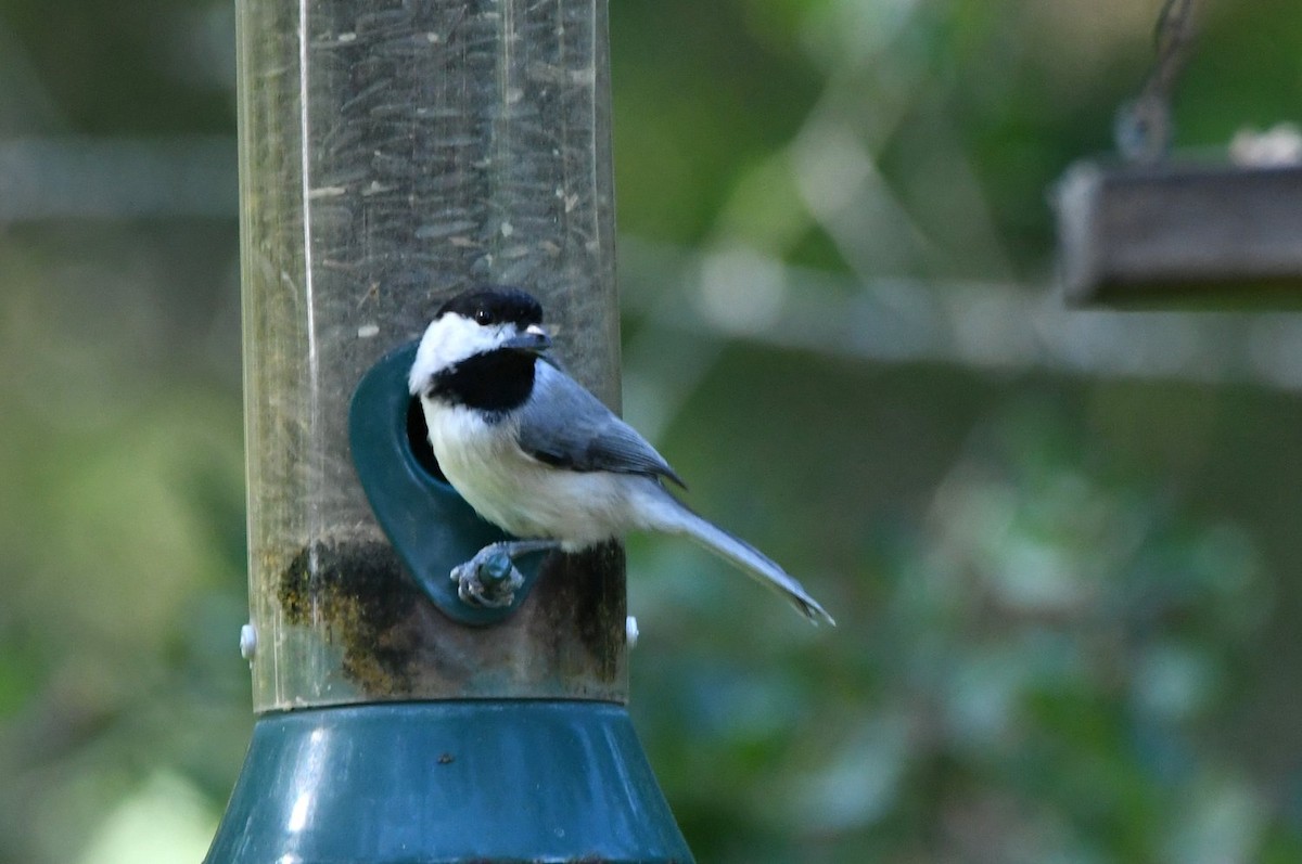 Carolina Chickadee - ML642920053