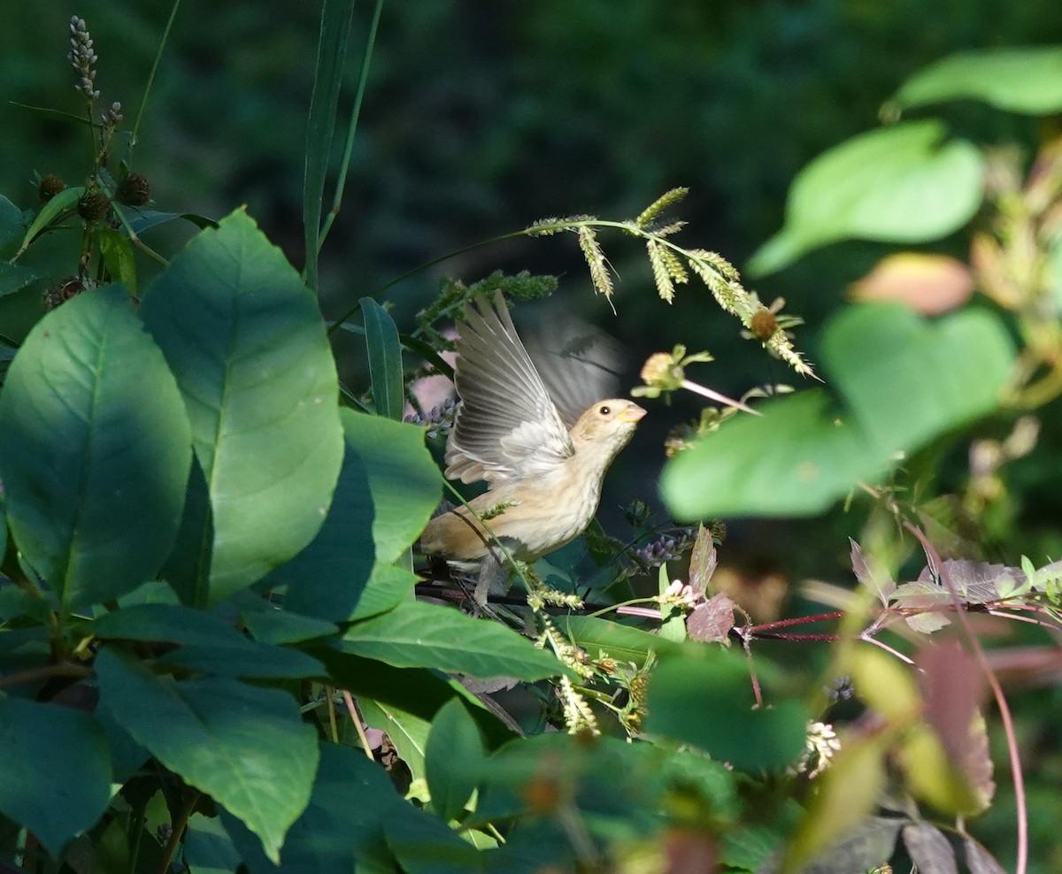 Indigo Bunting - ML642920054