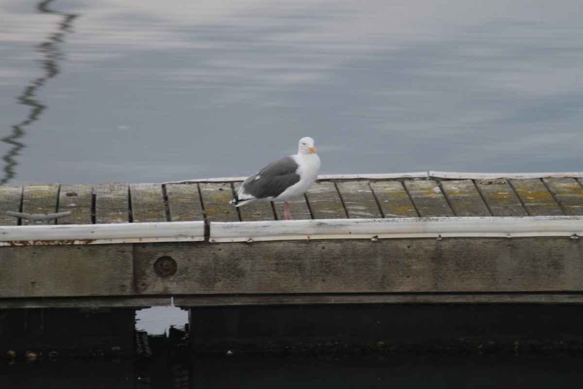 Western Gull - ML642920056