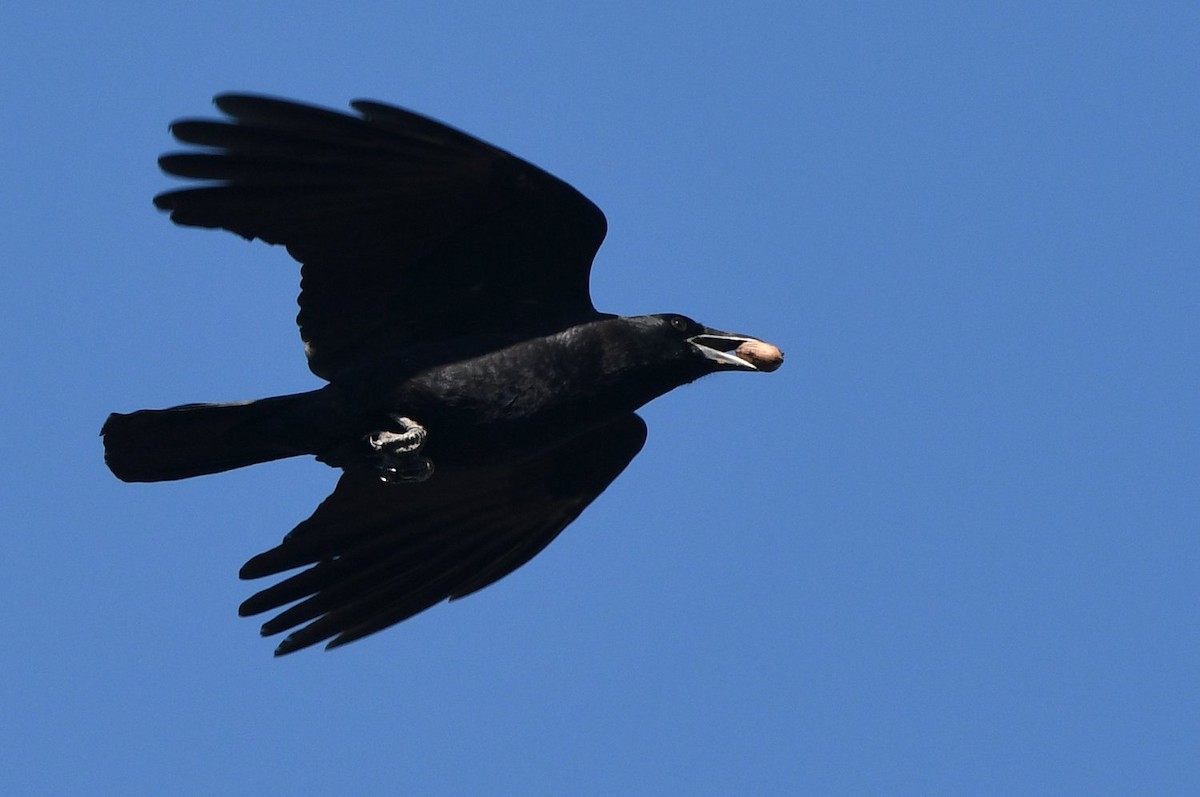 American Crow - ML642920073