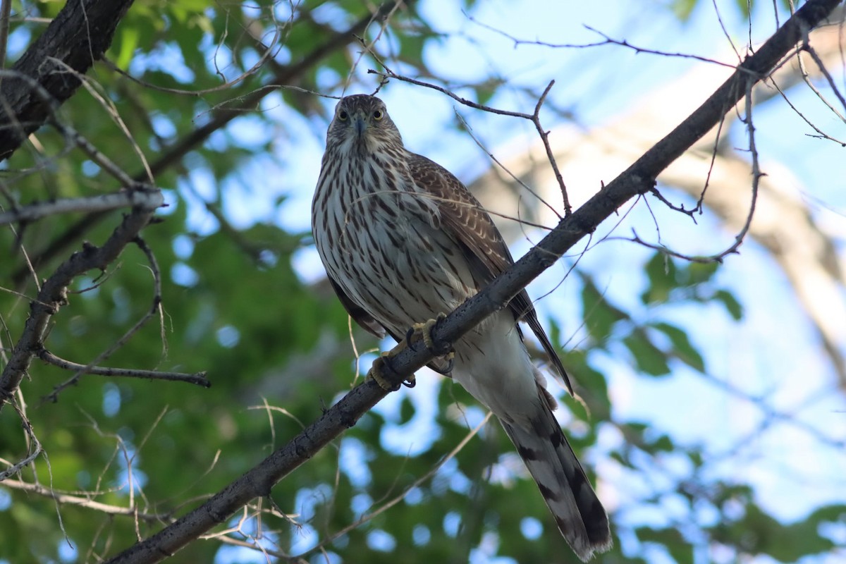 Cooper's Hawk - ML642920077